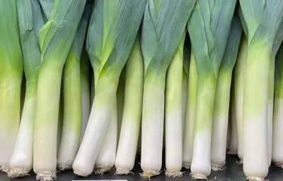 Le poireau, un légume aux multiples bienfaits nutritionnels méconnus