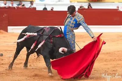 Le torero Solal affrontera deux vaches de La Passion lors d'une tienta à Aire-sur-l'Adour