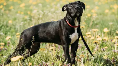 Lens : un homme alcoolisé tue son chien par pendaison, interpellé