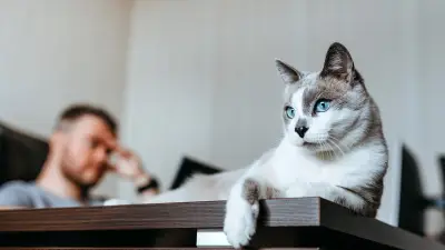 Les chats ignorent-ils vraiment leurs maîtres ? Une étude Sheba contestée par les experts
