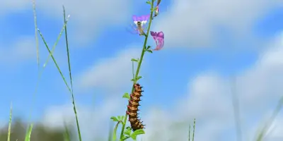 Les insectes tropicaux face à une menace critique due au réchauffement climatique