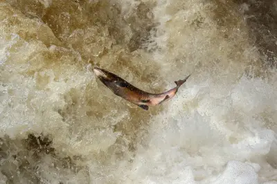 Les saumons exposés à la cocaïne adoptent des comportements à risque