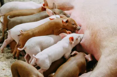 Luc Le Vaillant : Quand l'abondance redéfinit notre rapport au monde