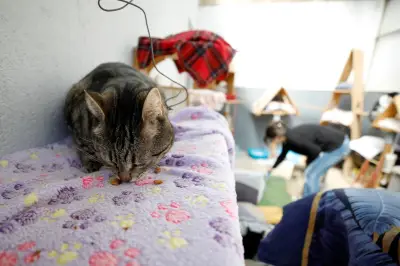 Mougins : une association de protection animale paralysée par un conflit immobilier avec une ex-salariée