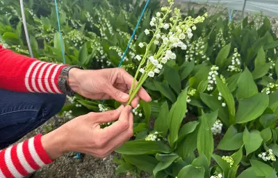 Muguet du 1er mai : la récolte anticipée face au réchauffement climatique