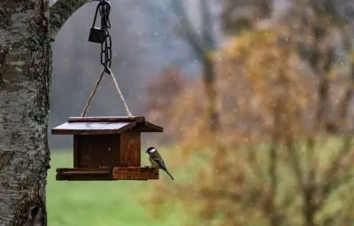 Nourrir les oiseaux au printemps : pourquoi il faut arrêter selon la LPO