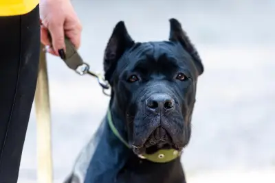 Oise : enfant mordu par deux chiens, pronostic vital plus engagé