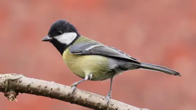 Paris réduit le bruit de 3 décibels en dix ans, mais les oiseaux chantent toujours plus haut