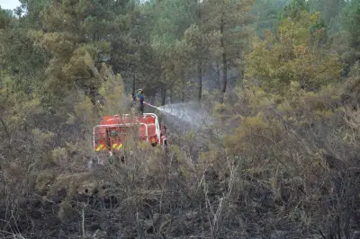 Premier feu de forêt d'ampleur en Charente-Maritime : 4 hectares brûlés
