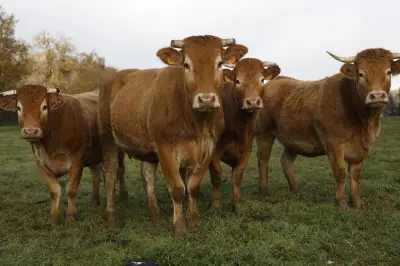 Printemps à la ferme : les agriculteurs de Dordogne ouvrent leurs portes en mai