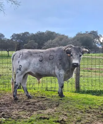 Raquel Martin, torera de 22 ans, en vedette à Mugron pour une novillada piquée