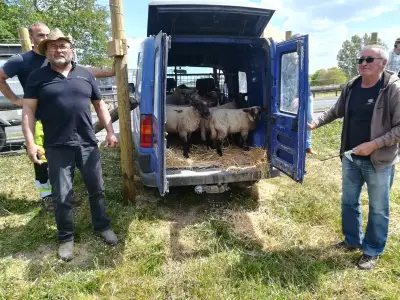 Royan étend son éco-pâturage avec un nouveau troupeau de moutons en ville