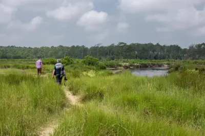 Réserve des prés salés d'Arès : un écrin de nature sauvage en Gironde