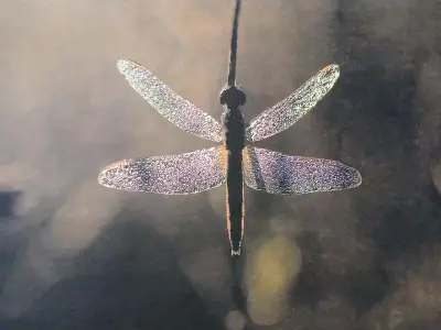 Sandrine Pompèle expose « Papillons et libellules » à Coutras jusqu'au 24 avril