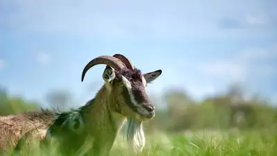 Sauvetage spectaculaire d'une chèvre coincée dans un puits dans le Lot