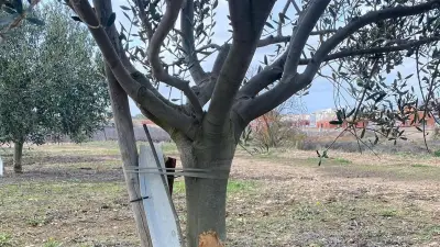 Sauvian : des oliviers dévorés par des hordes de lapins, un oléiculteur désemparé