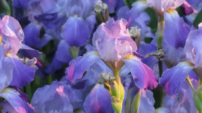 Sorties à Montpellier ce jeudi 23 avril : iris, Brassens et visites guidées