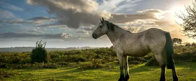 Sortir à Montpellier : Ride & Go, marché de printemps, Club sandwich… ce jeudi 30 avril