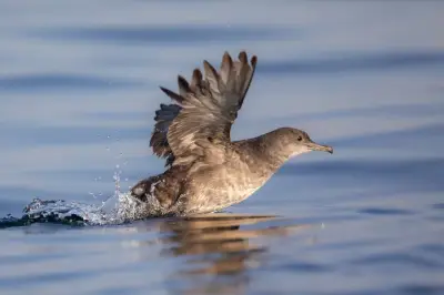 Trois associations attaquent l'État français pour manquement à la protection des oiseaux marins