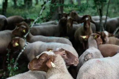 Un amour brebis et orbi : une correspondance intime entre une bergère et un moine