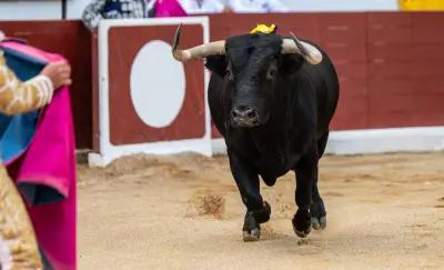 Un ancien matador meurt encorné lors des préparatifs d'une corrida picassienne à Malaga