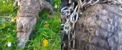 Un caïman à lunettes découvert mort dans un canal du Nord, une enquête pour maltraitance ouverte