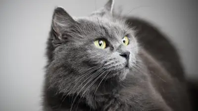 Un chat expédié par colis postal : son propriétaire condamné pour cruauté envers les animaux