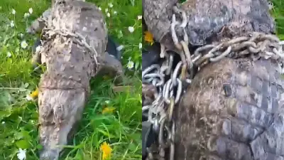 Un crocodile dans un sac de couchage pêché dans un canal du Nord