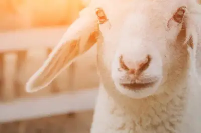 Un éleveur de la Nièvre protège ses brebis des loups grâce à des colliers répulsifs innovants