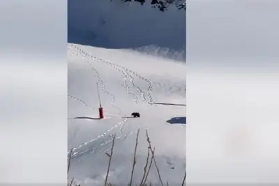 Un ours traverse une piste de ski à Guzet : rencontre magique dans les Pyrénées