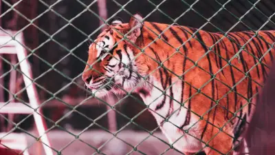 Un tigre s'échappe dans un cirque russe : panique dans les gradins bondés