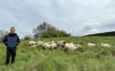 Un troupeau de brebis landaises en pâturage itinérant pour sensibiliser à la biodiversité