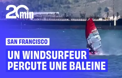 Un windsurfeur percute une baleine dans la baie de San Francisco