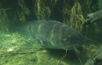 Une vidéo virale de silure mangeur d'hommes révélée comme une infox générée par IA