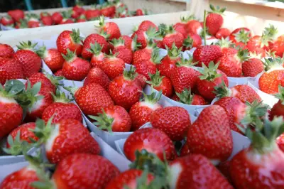 Vol massif de 300 kg de fraises à Brignoles : une exploitation familiale sous le choc