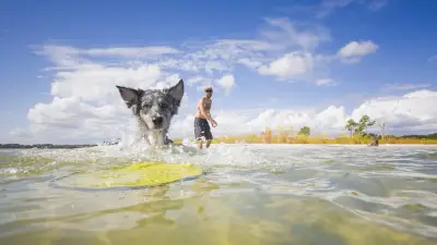 Wapy, la chienne surfeuse d'Oléron qui dompte les vagues avec un talent inné