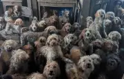 250 chiens entassés dans une maison au Royaume-Uni : une photo si choquante qu'elle semblait générée par IA