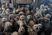 250 chiens entassés dans une maison au Royaume-Uni : une photo si choquante qu'on l'a cru générée par IA