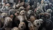 250 chiens maltraités découverts dans une maison britannique, les propriétaires dépassés