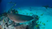 ADN environnemental : l'Université de Montpellier traque les requins