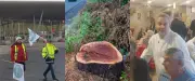 Agriculteurs mobilisés, arbres abattus, record à Sète : l'actu en région