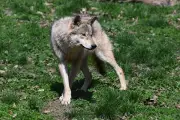 Allemagne : le loup ayant mordu une femme à Hambourg relâché avec un émetteur