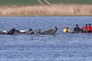 Allemagne : opération ultime pour sauver une baleine à bosse échouée