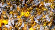 Arizona : des abeilles s'échappent d'un pick-up et provoquent un accident mortel