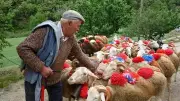 Atelier d'écriture sur le pastoralisme à Sumène : immersion littéraire en Cévennes