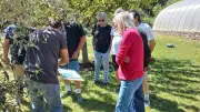 Atelier taille d'oliviers : une seconde session réussie aux jardins de la Gardie