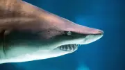 Attaque de requin en Australie : une femme tuée, un homme blessé