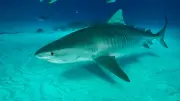 Attaque de requin en Nouvelle-Calédonie : un rameur grièvement blessé sauvé par ses coéquipiers