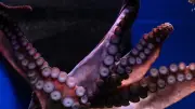 Attaque d'une pieuvre géante sur un enfant de 6 ans dans un aquarium