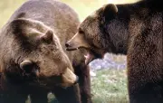 Attaque mortelle d'ours dans le sud de la Pologne